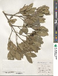 Ilex maximowicziana image