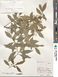 Ilex maximowicziana image