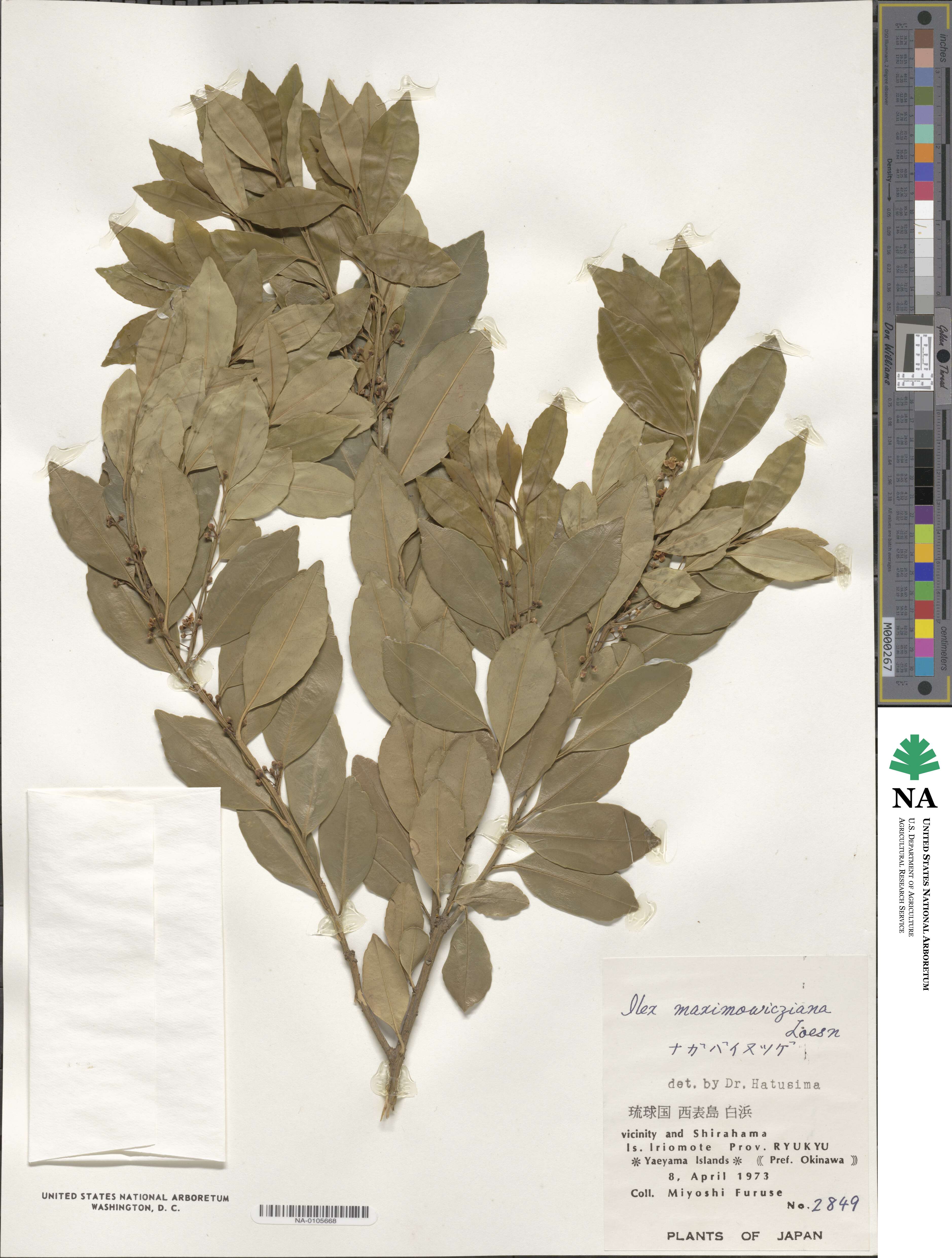 Ilex maximowicziana image