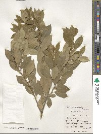 Ilex maximowicziana image