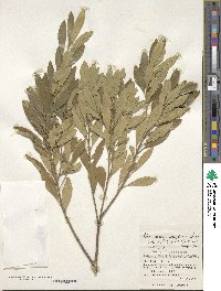 Ilex maximowicziana image