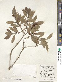 Ilex maximowicziana image