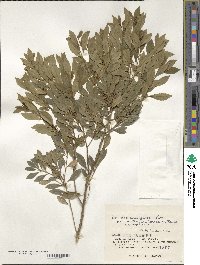 Ilex maximowicziana image