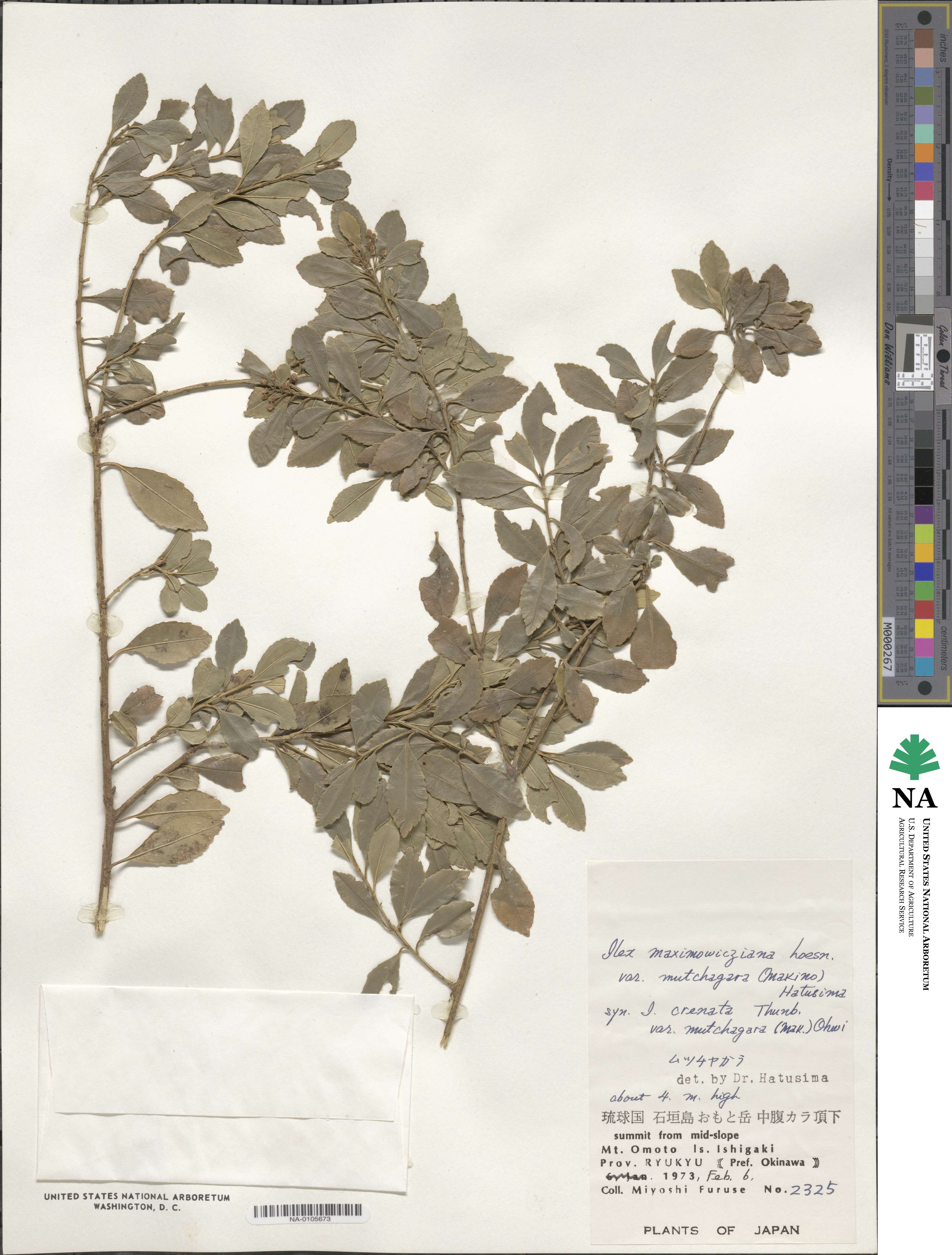 Ilex maximowicziana image