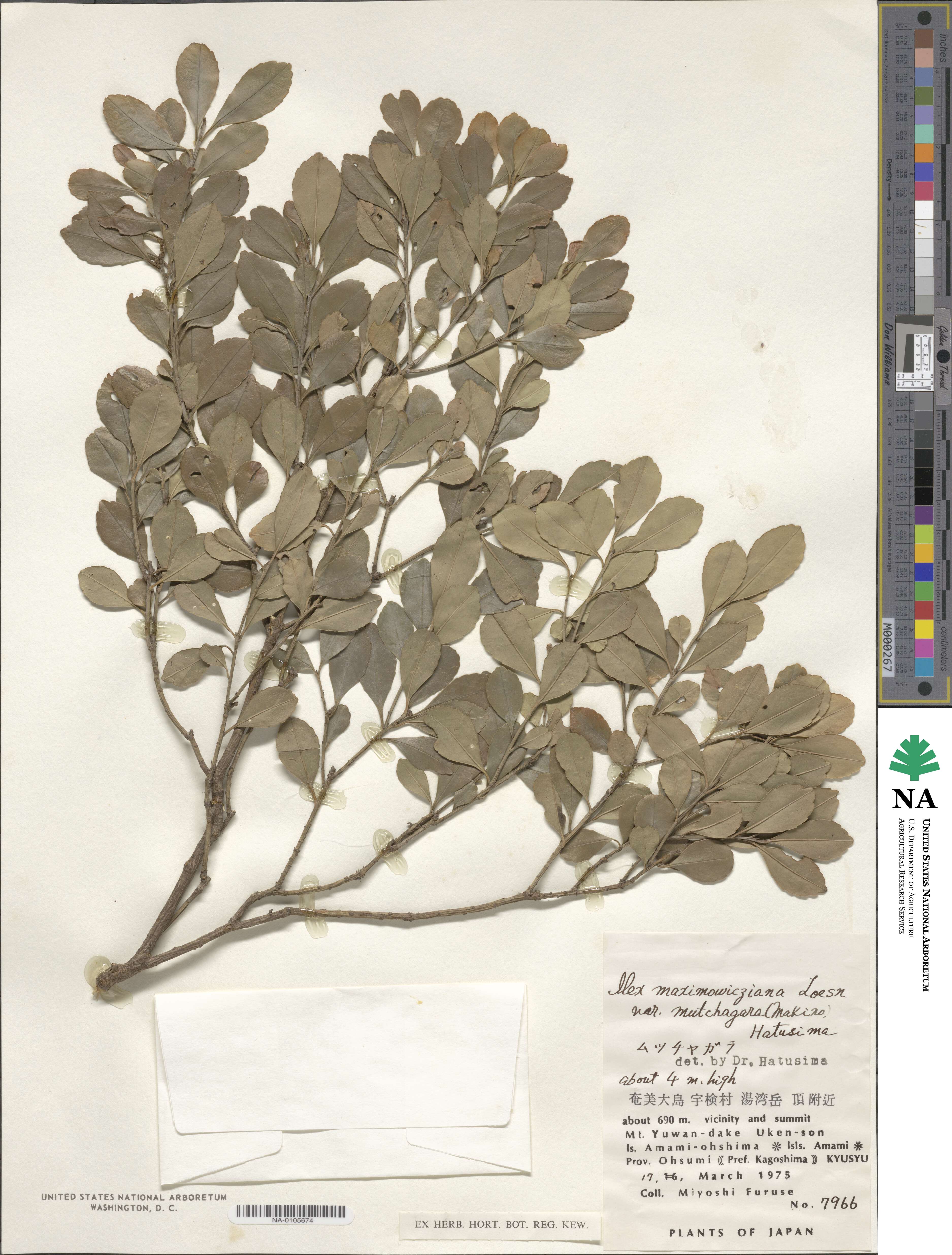 Ilex maximowicziana image