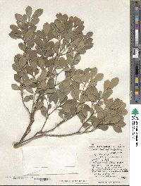 Ilex maximowicziana image