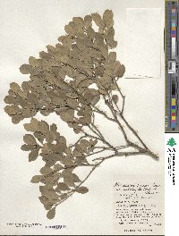 Ilex maximowicziana image