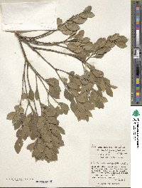 Ilex maximowicziana image