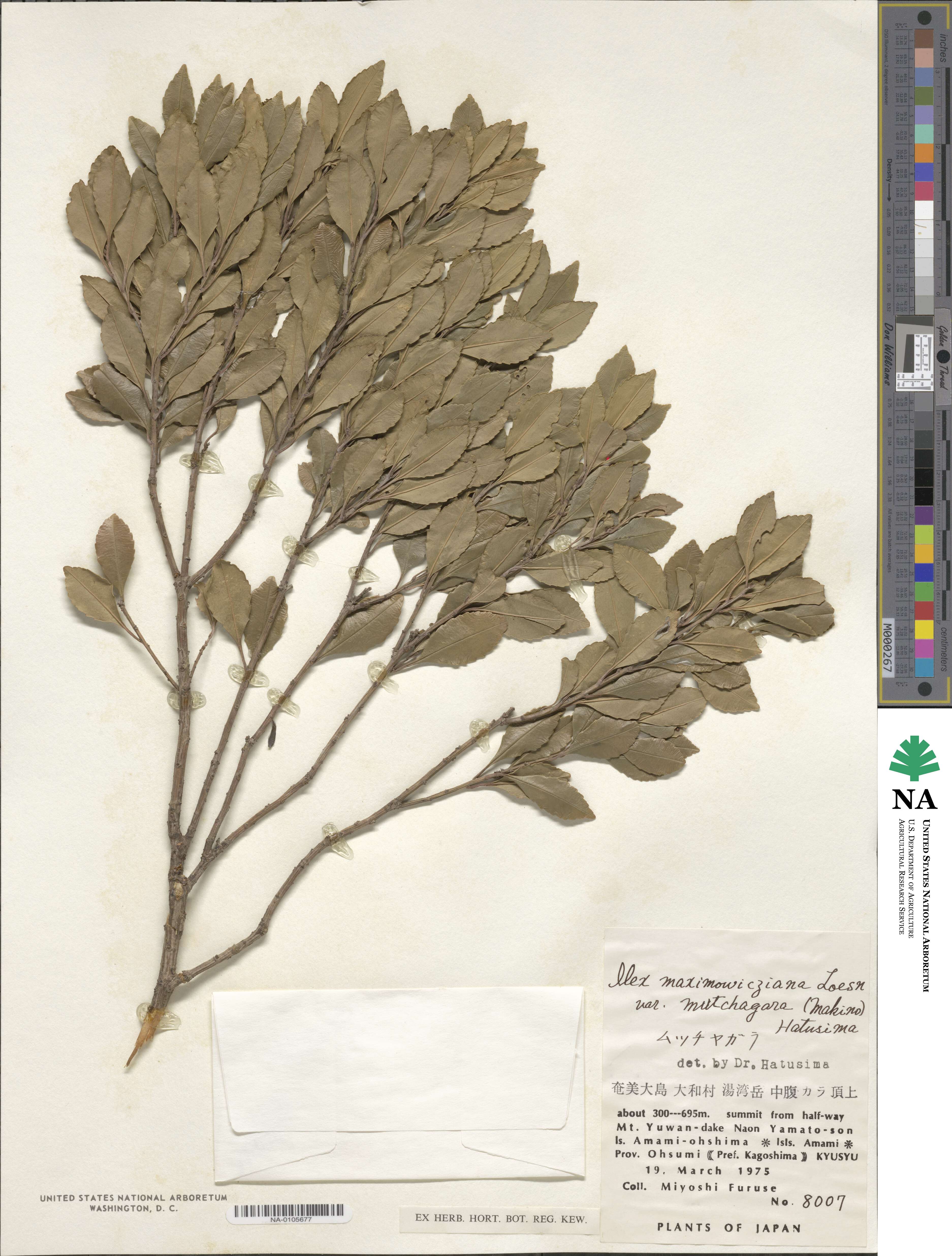 Ilex maximowicziana image