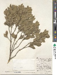 Ilex maximowicziana image