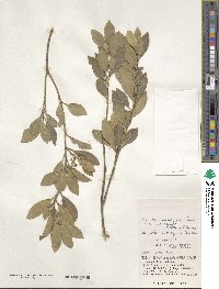 Ilex maximowicziana image