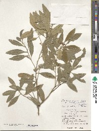 Ilex maximowicziana image