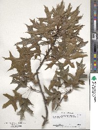 Quercus palustris image