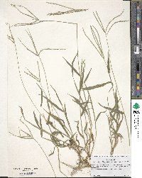 Digitaria ischaemum image