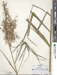 Phragmites australis image