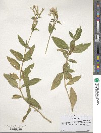 Saponaria officinalis image