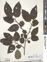 Diospyros virginiana image