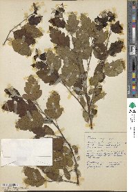 Malus angustifolia image