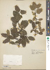 Malus angustifolia image