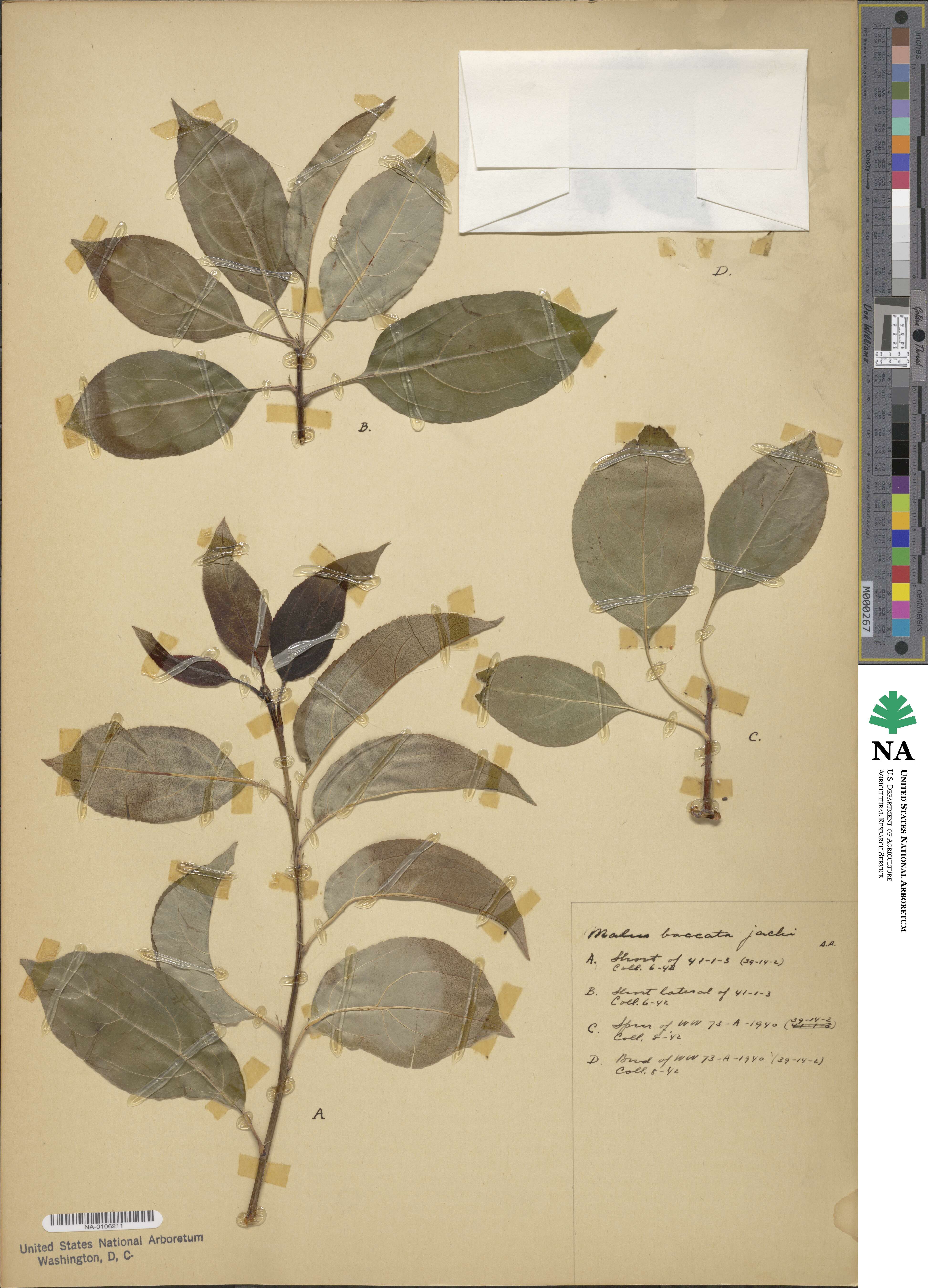Malus baccata image