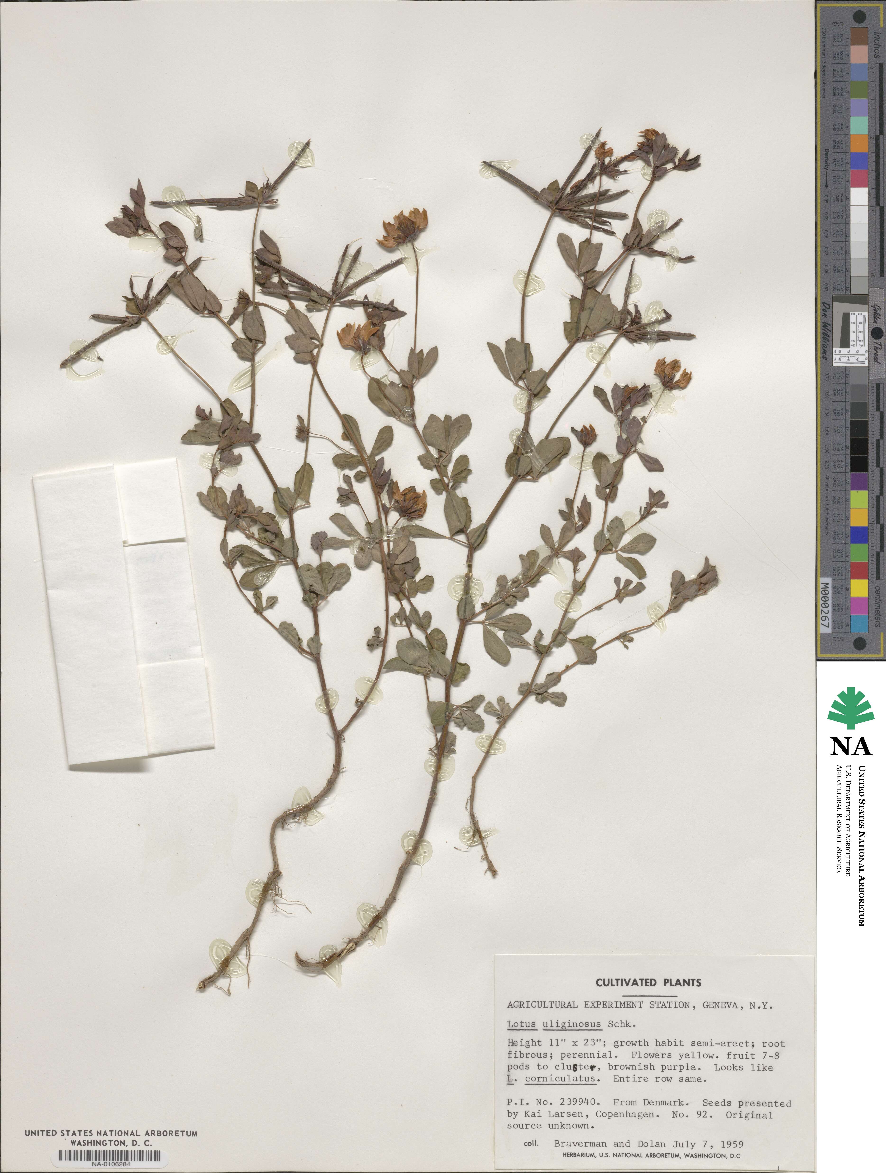 Lotus uliginosus image