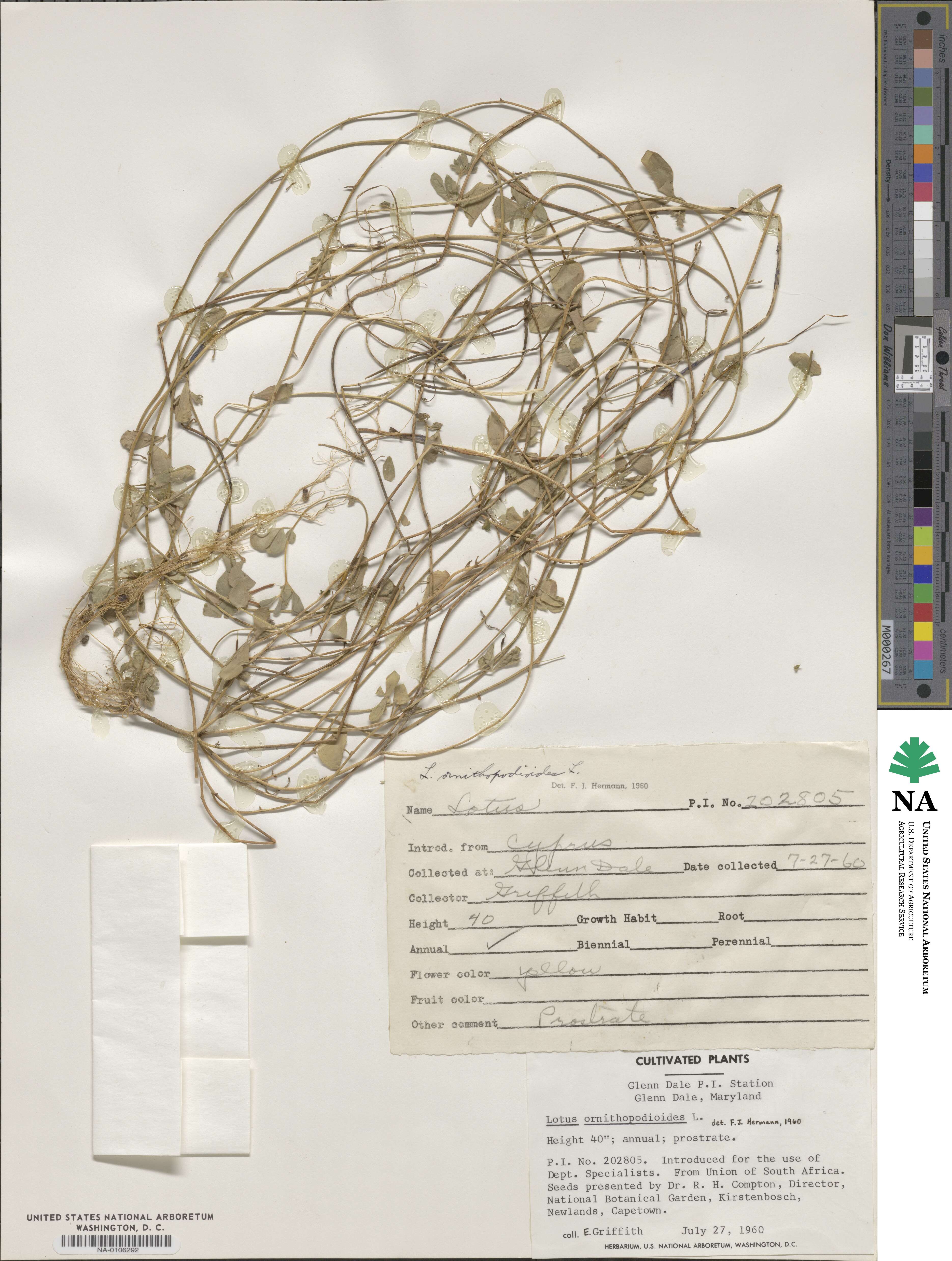 Lotus ornithopodioides image