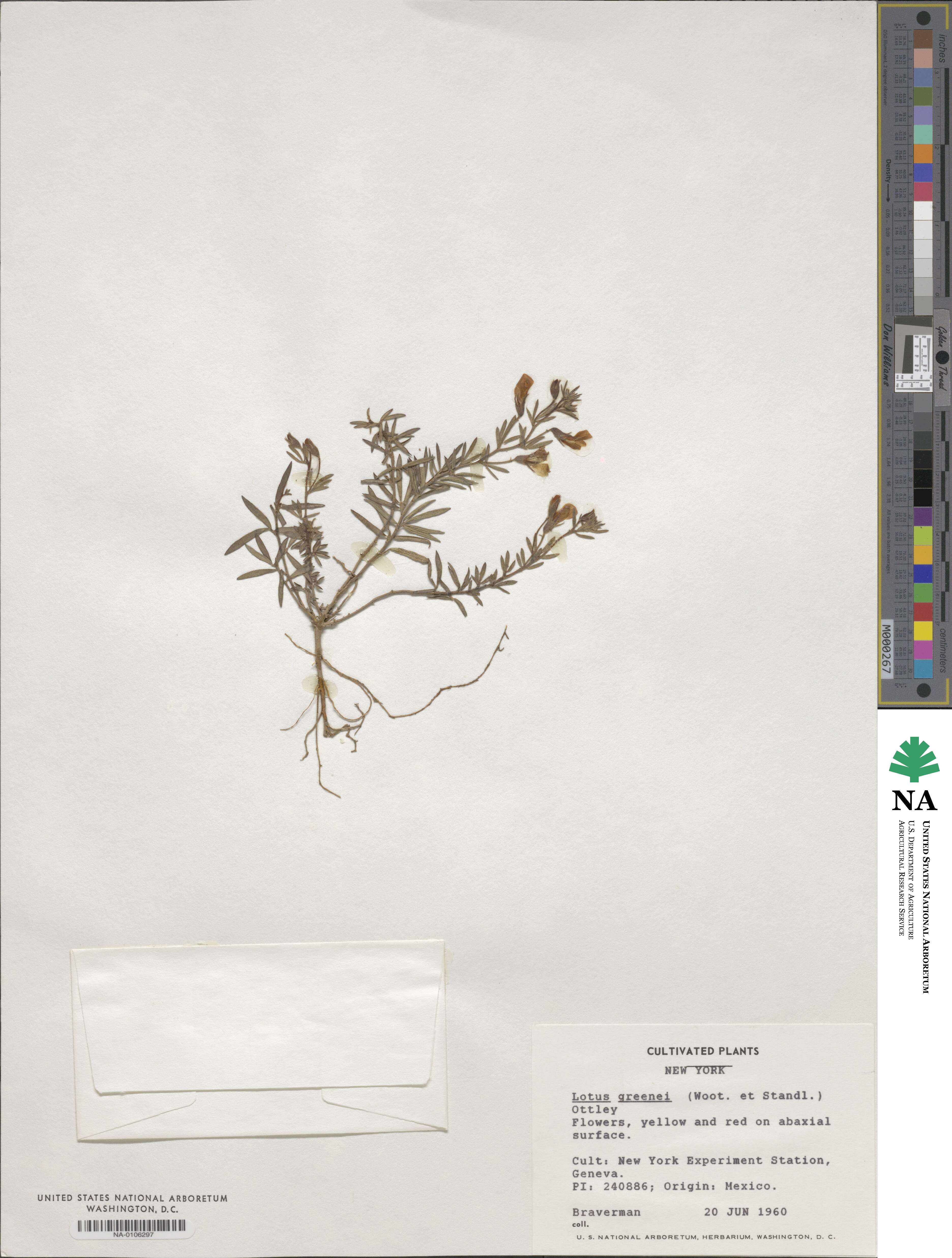 Acmispon neomexicanus image