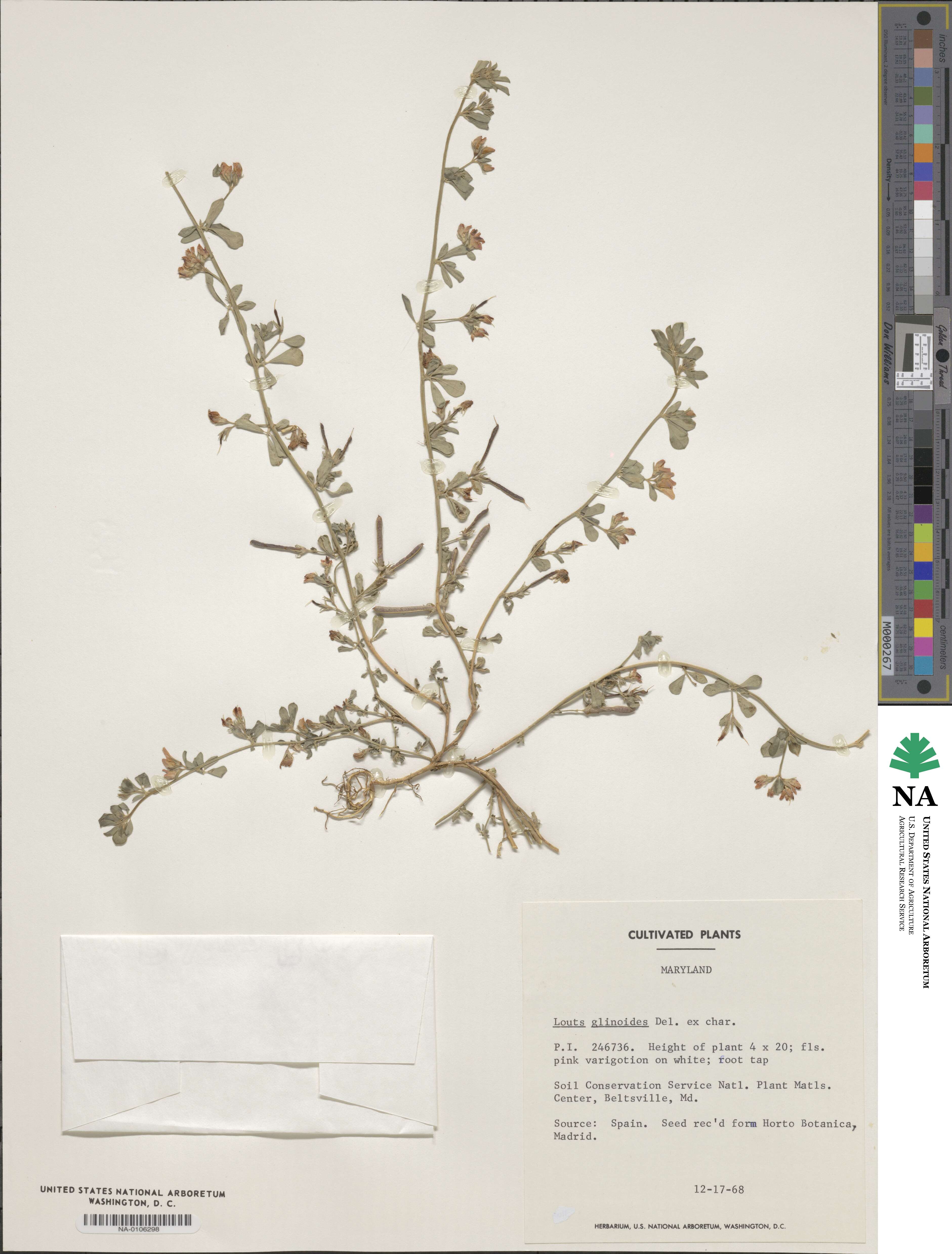 Lotus glinoides image