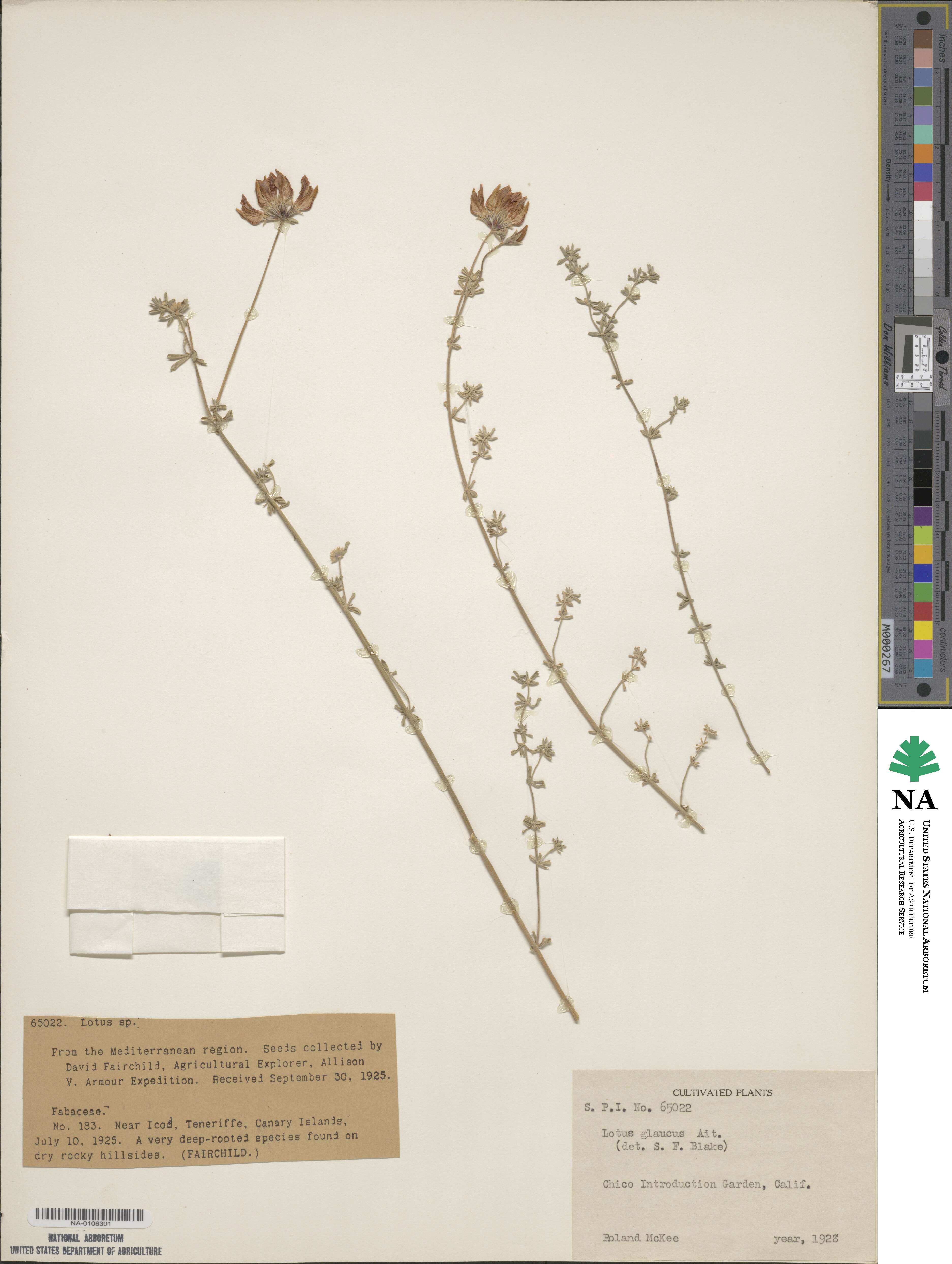 Lotus glaucus image