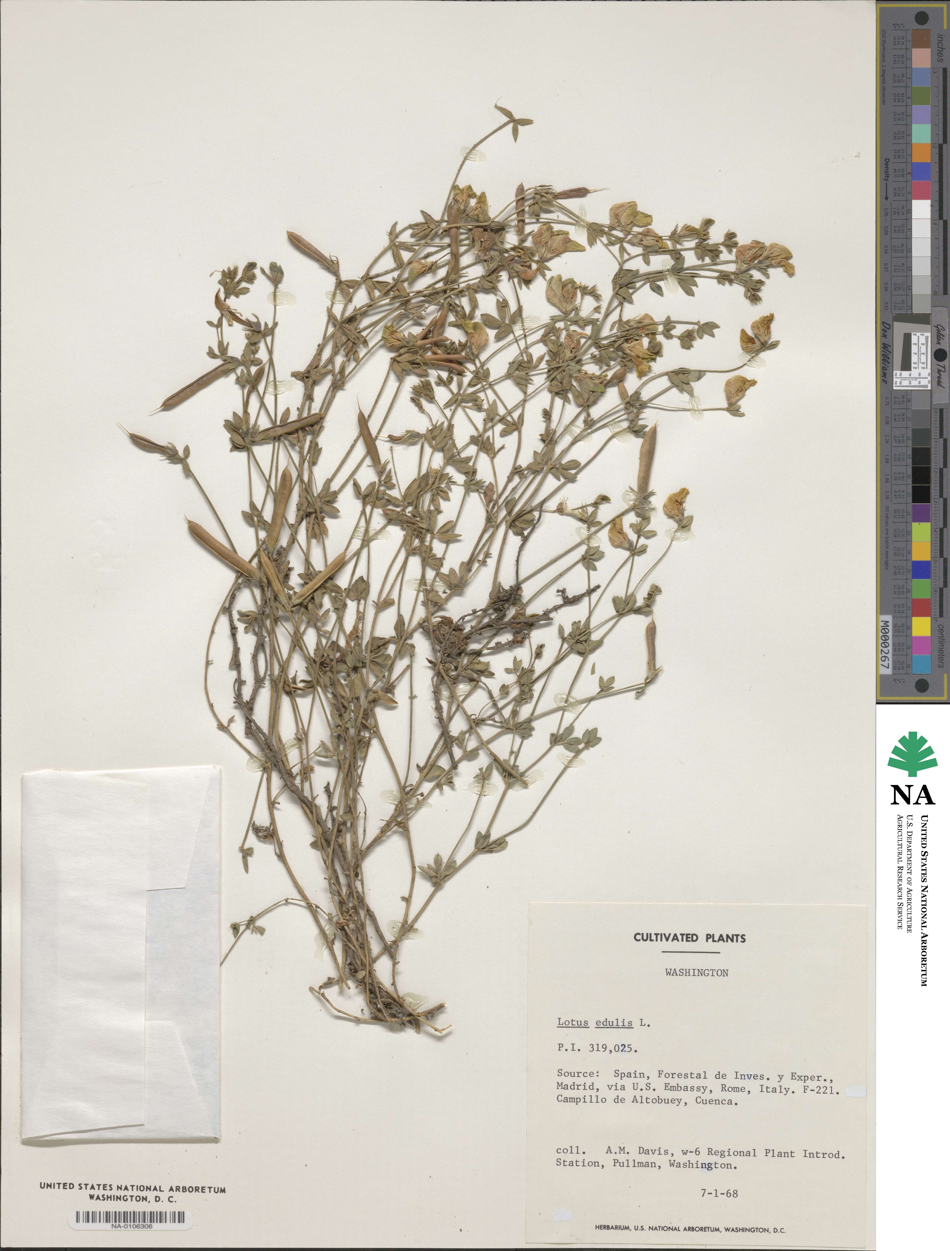 Lotus edulis image