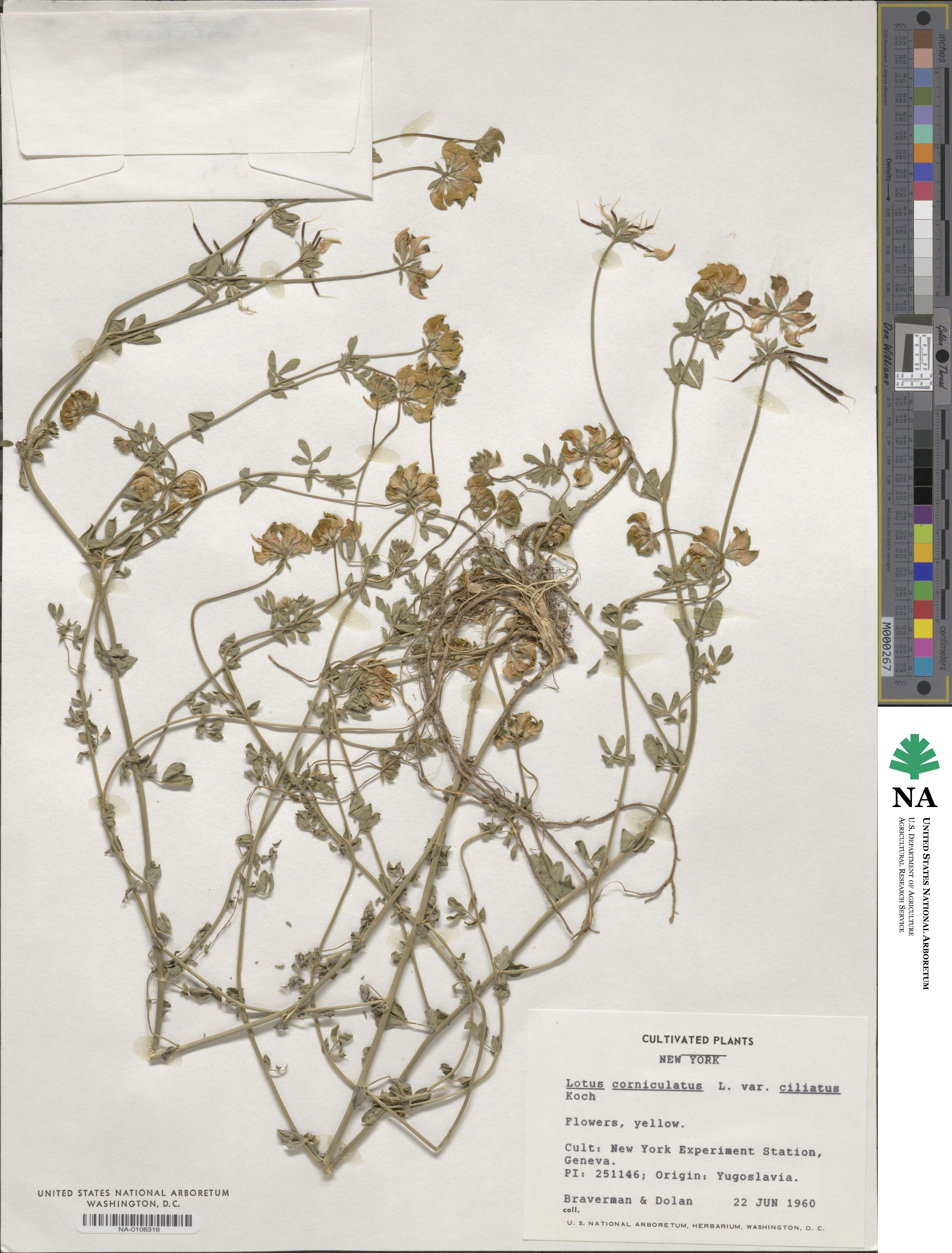 Lotus angustissimus image