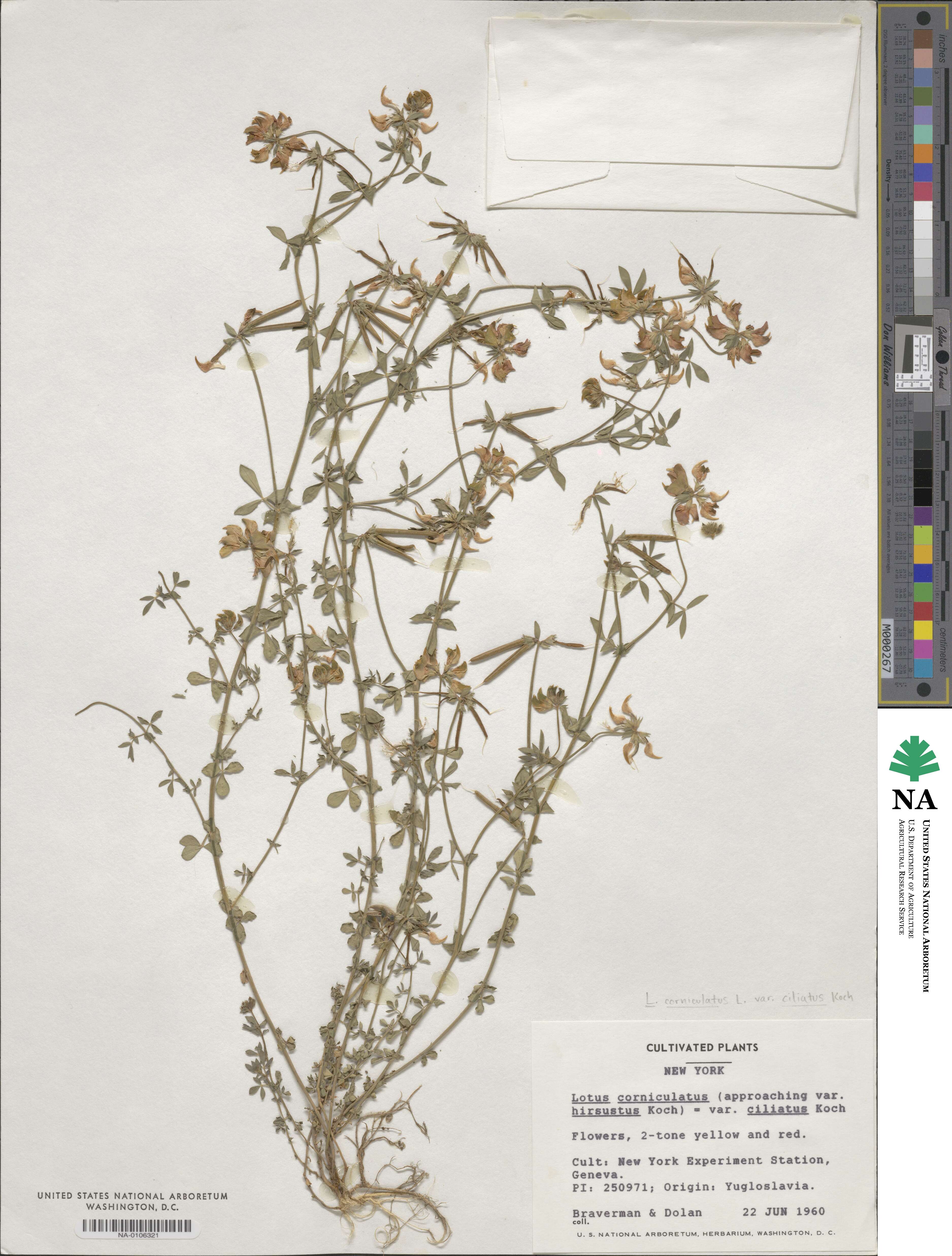 Lotus angustissimus image