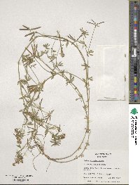 Lotus corniculatus image