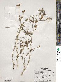 Lotus corniculatus image