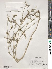 Lotus corniculatus image