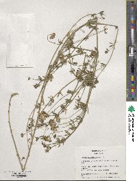 Lotus corniculatus image