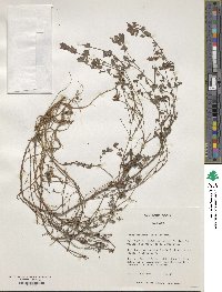 Lotus strictus image