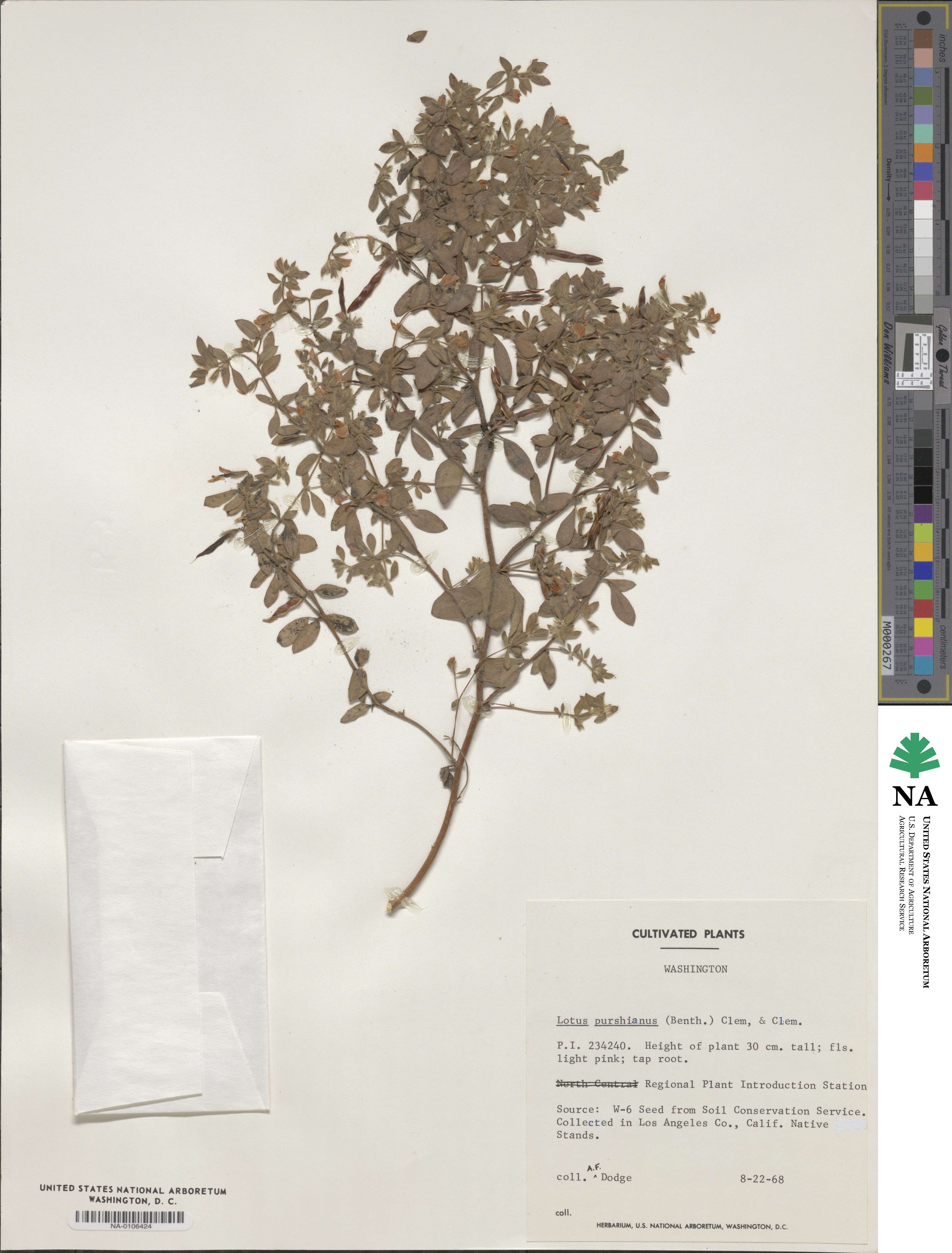 Acmispon americanus var. americanus image