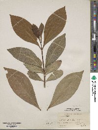 Coffea canephora image