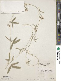 Image of Glycine canescens