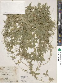 Image of Glycine clandestina