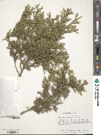 Chamaecyparis thyoides image