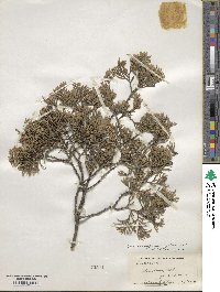 Chamaecyparis thyoides image