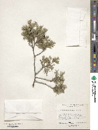 Chamaecyparis thyoides image