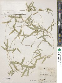 Glycine tabacina image