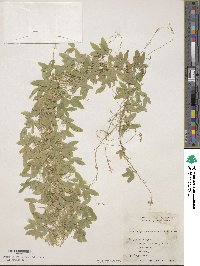 Glycine tabacina image