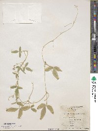 Glycine tomentella image