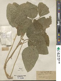 Glycine max subsp. soja image