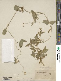 Glycine max subsp. soja image