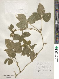 Glycine max subsp. soja image